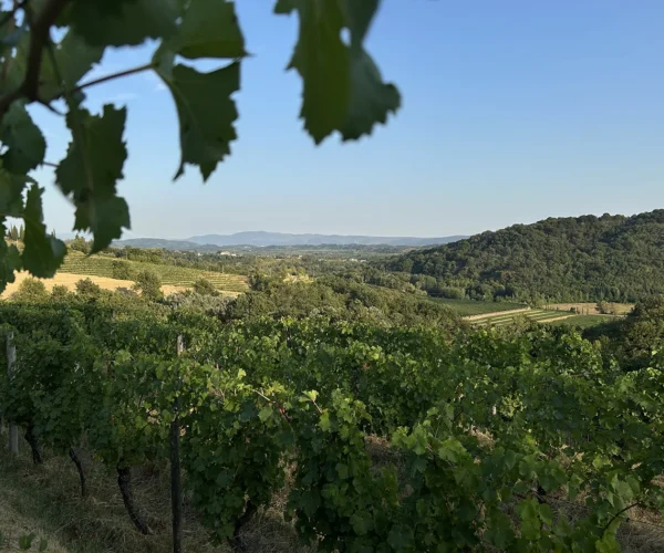 vue-vigne3