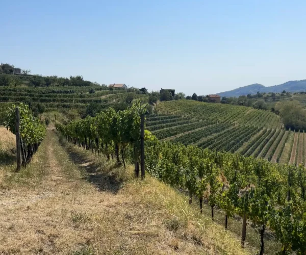 vue-vigne4